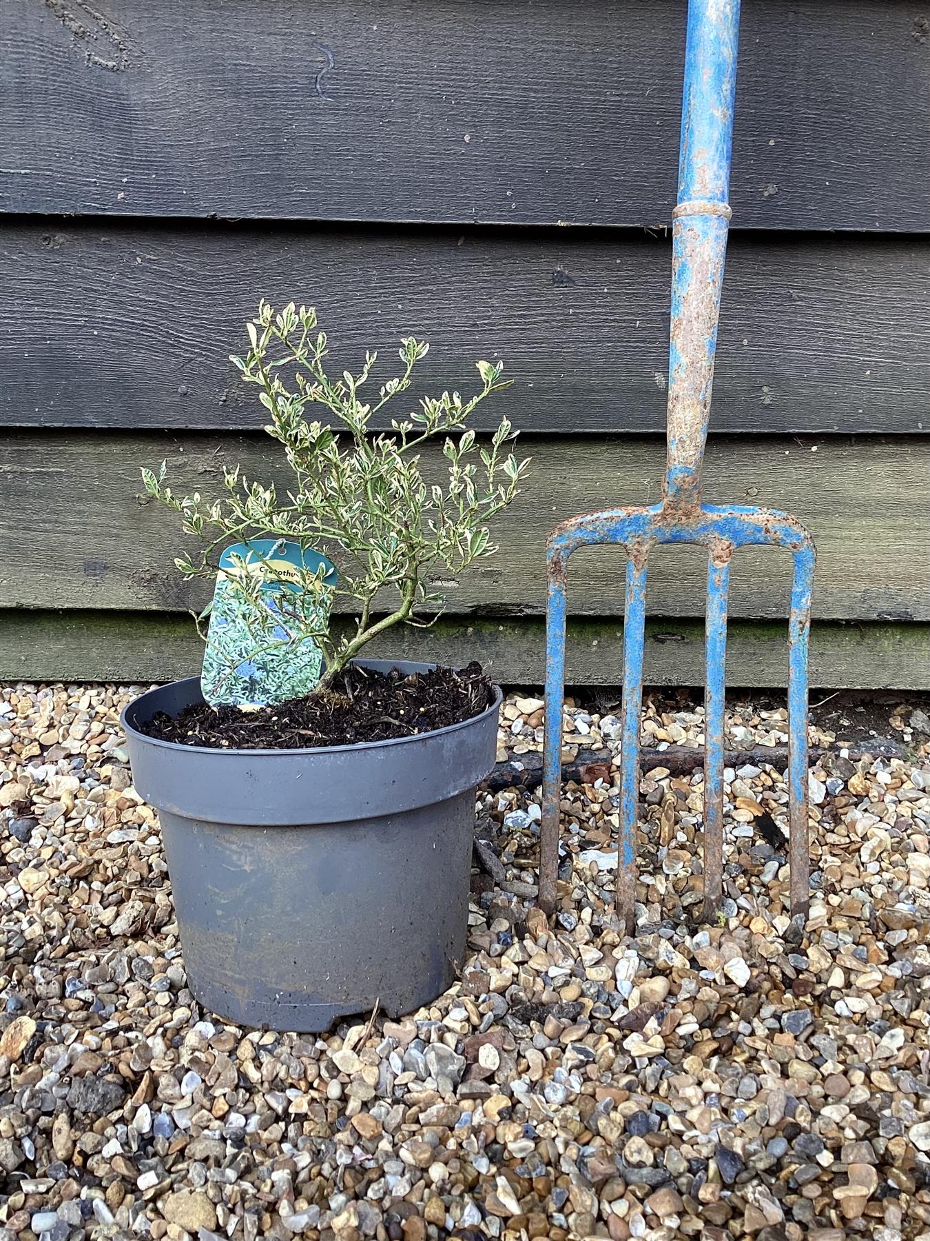 Ceanothus thyrsiflorus 'Cool Blue' -  20-50cm - 5lt