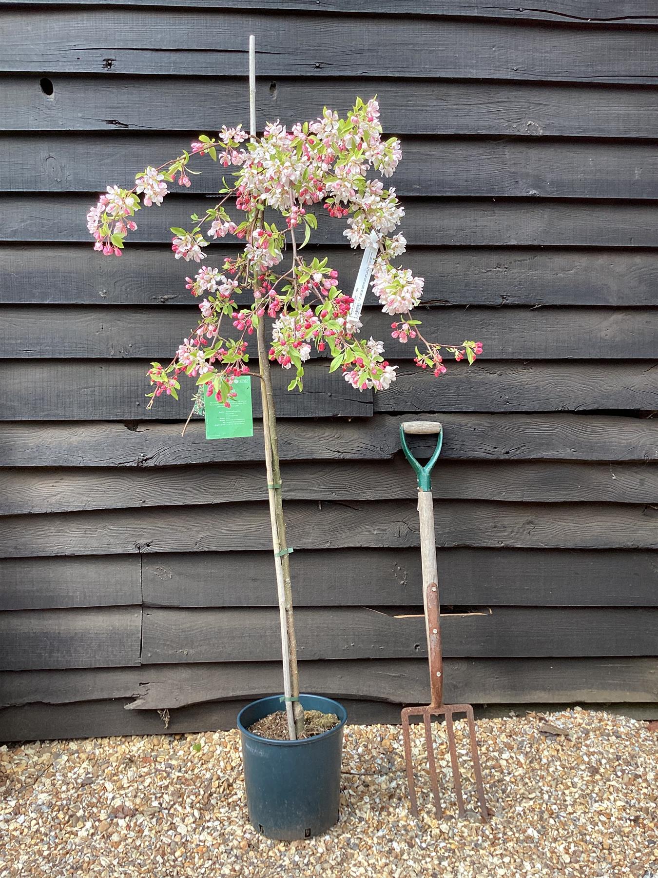 Malus Sun Rival | Weeping Crab Apple Tree - 160-180cm, 10lt