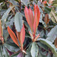 Photinia serratifolia Crunchy | Photinia 'Crunchy' - Height - 180-200cm - 55lt