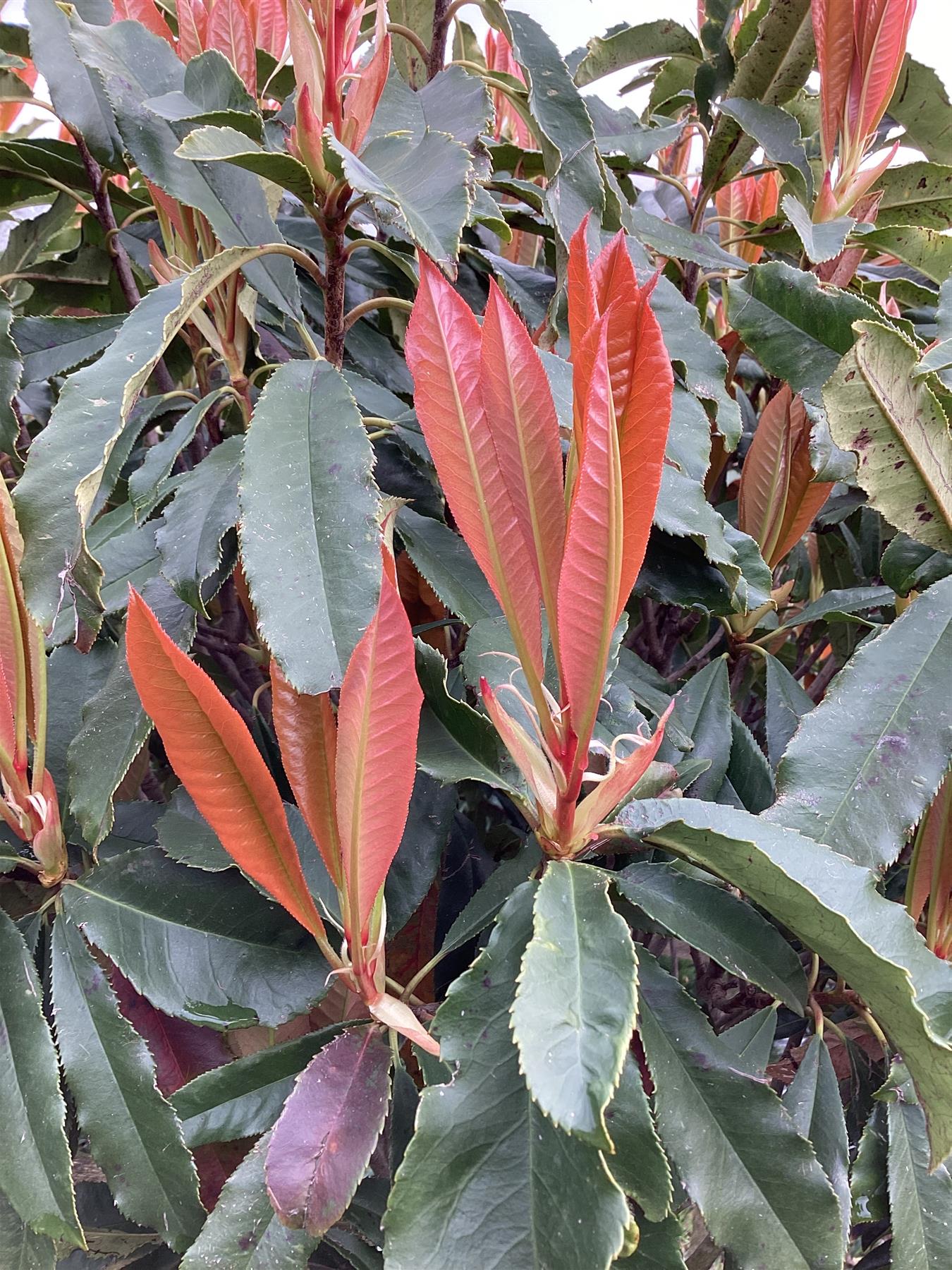 Photinia serratifolia Crunchy | Photinia 'Crunchy' - Height - 180-200cm - 55lt