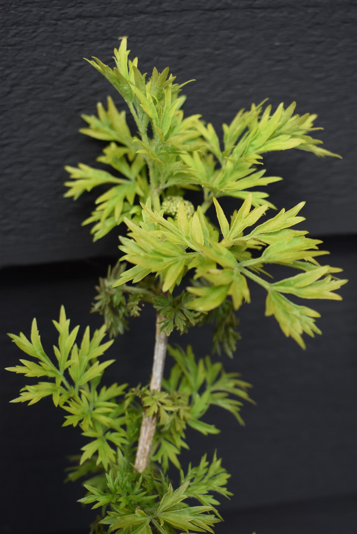 Sambucus Golden Tower - Multistem Shrub - 80-100cm - 12lt