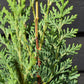 Chamaecyparis lawsoniana 'White Spot' | Lawson's cypress 'White Spot' - Height 70-90cm - 5lt