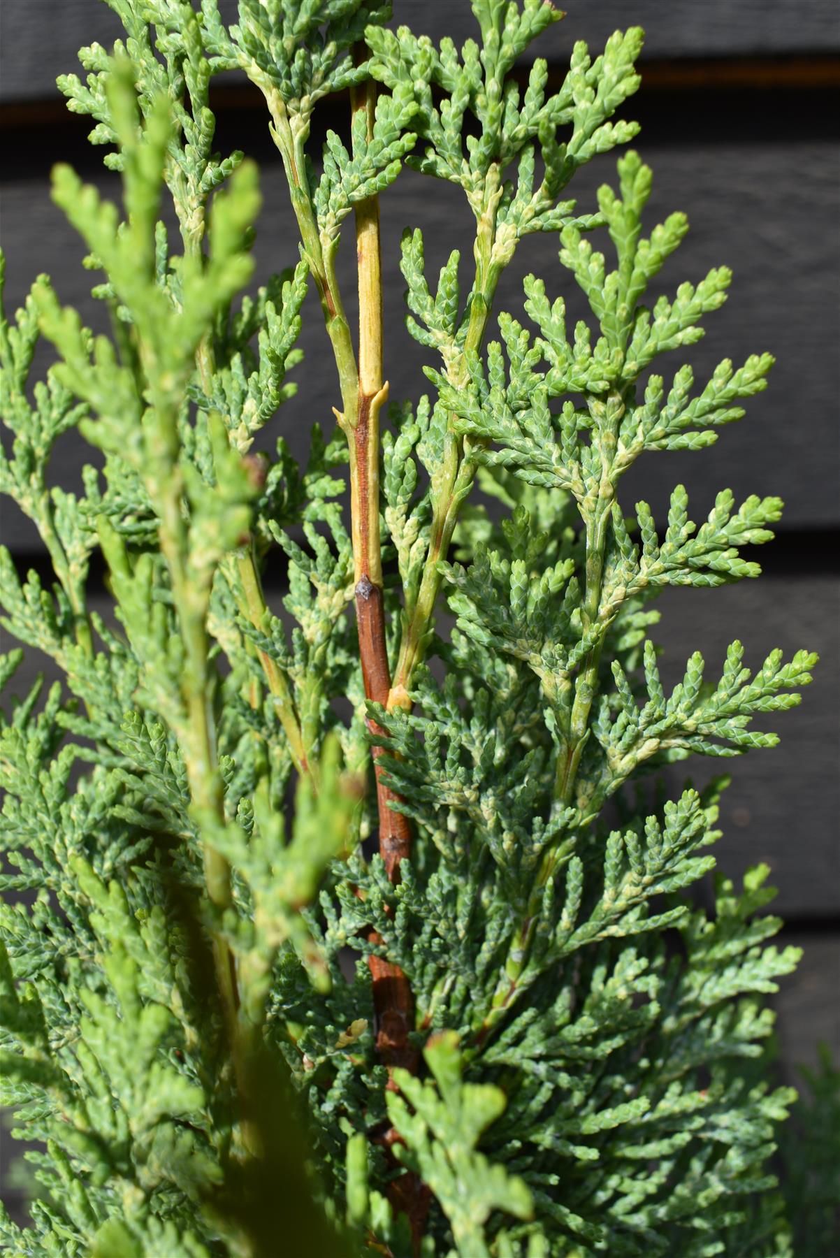 Chamaecyparis lawsoniana 'White Spot' | Lawson's cypress 'White Spot' - Height 70-90cm - 5lt