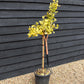 Ginkgo biloba 'Mariken' | Maidenhair Tree- Half Standard - Clear Stem 80cm - Height 135-150cm - 15lt