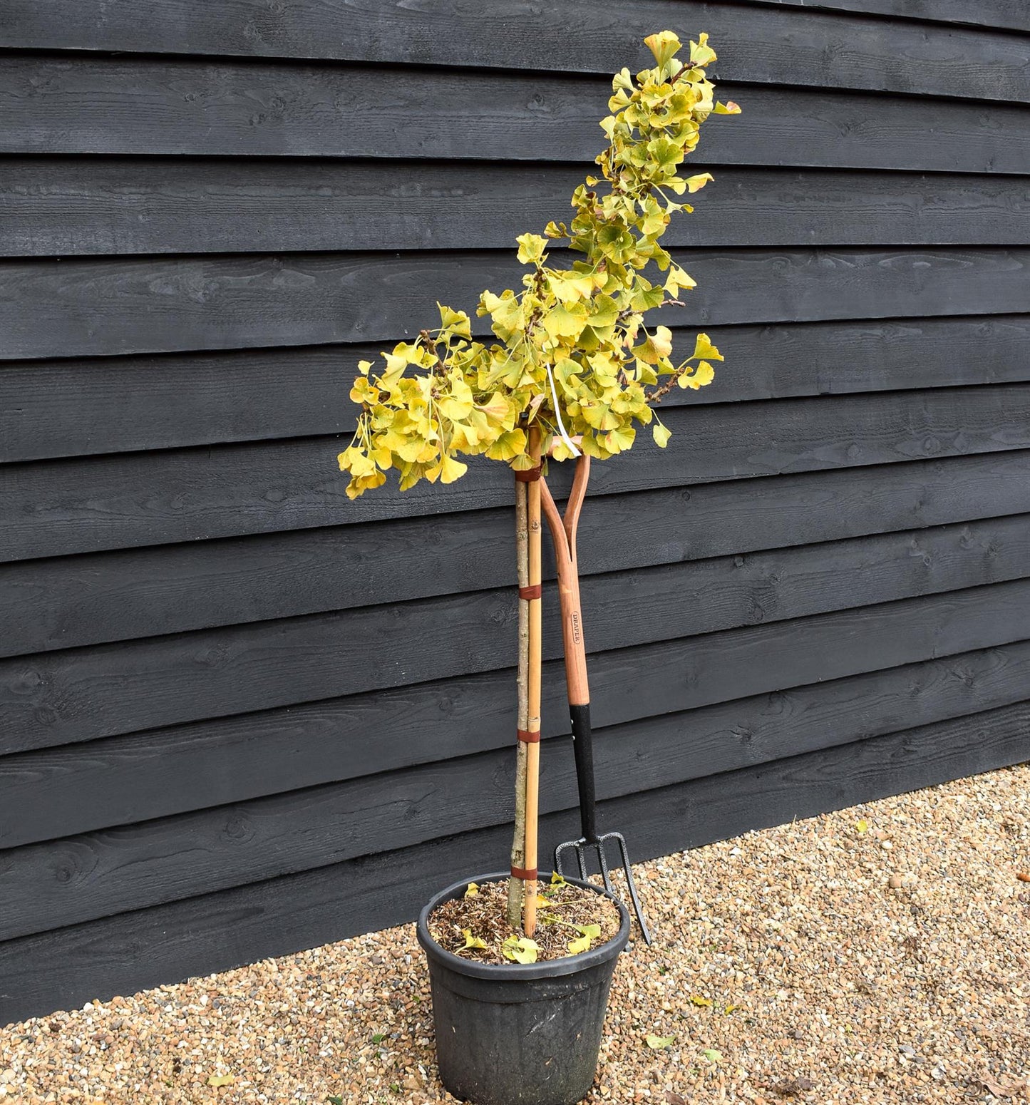 Ginkgo biloba 'Mariken' | Maidenhair Tree- Half Standard - Clear Stem 80cm - Height 135-150cm - 15lt