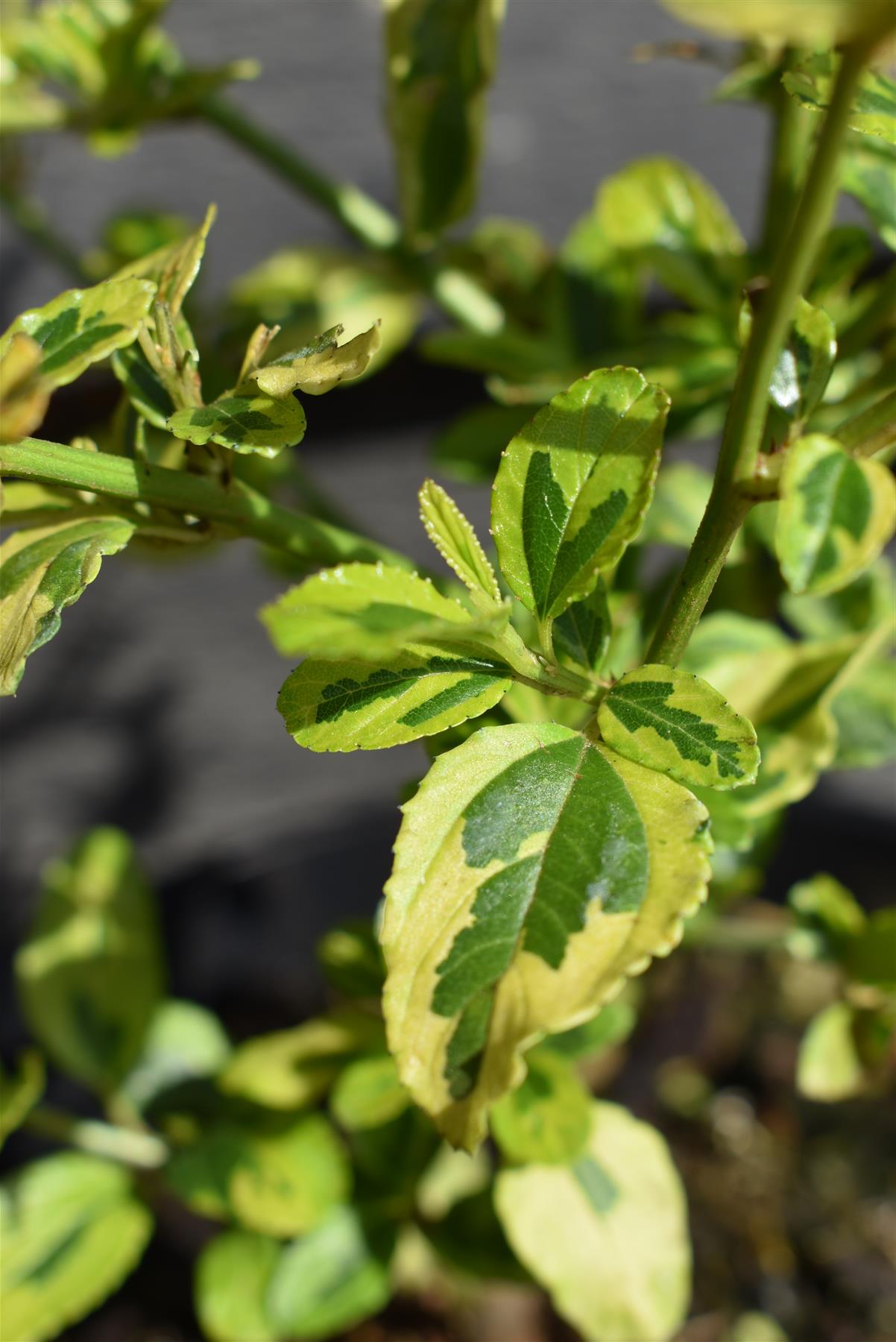 Ceanothus El Dorado | Californian lilac ‘El Dorado' - 15-35cm, 2lt