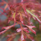 Acer palmatum 'Royal Garnet' | Japanese Maple 'Royal Garnet' - Bushy - Height 30-50cm - 3lt