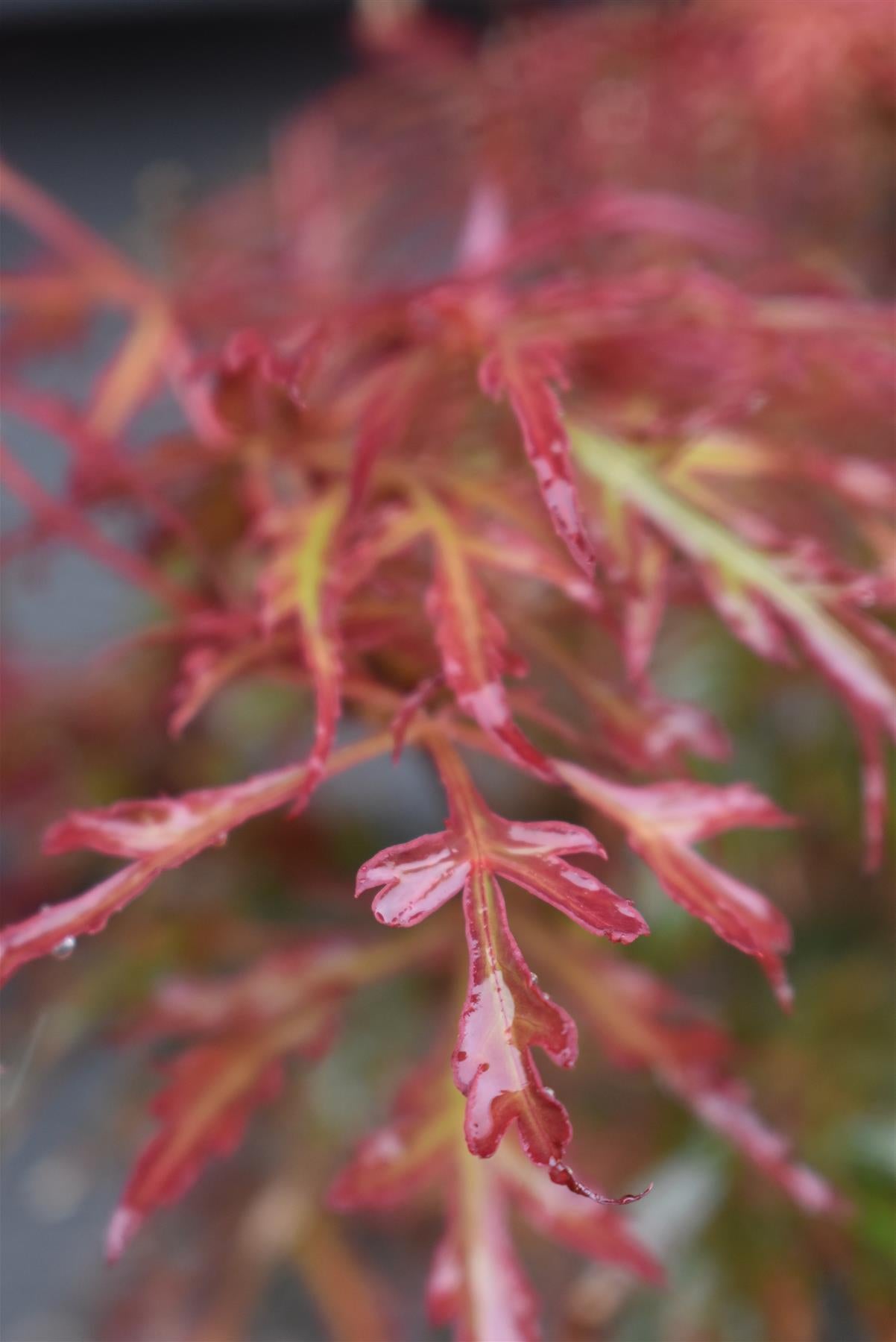 Acer palmatum 'Royal Garnet' | Japanese Maple 'Royal Garnet' - Bushy - Height 30-50cm - 3lt