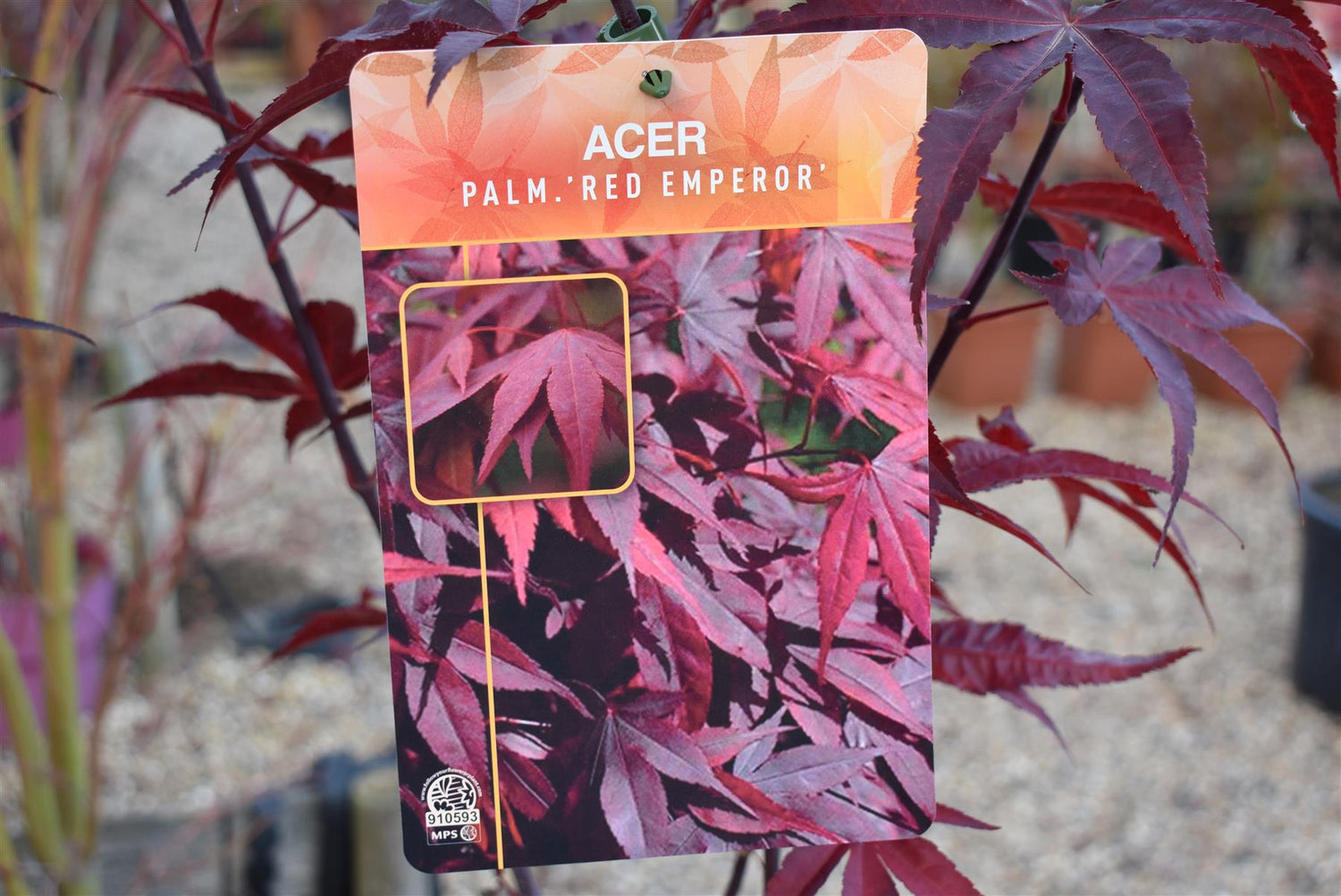 Acer palmatum 'Red Emperor' | Japanese Maple - Bushy - Height 180-200cm - 35lt