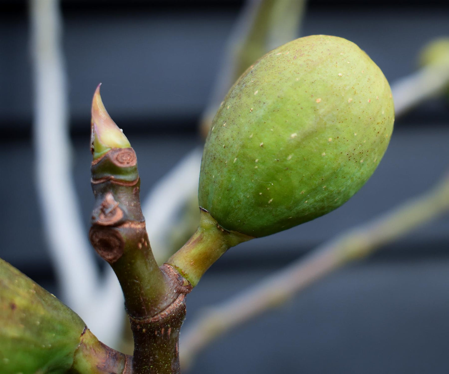 Fig - Ficus carica 'Brogiotto Nero' - Half Standard - Height 180-200cm - 35lt