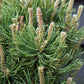 Pinus mugo 'Mops' | Dwarf mountain pine ' - Height 35-45cm - Width 40cm - 12lt