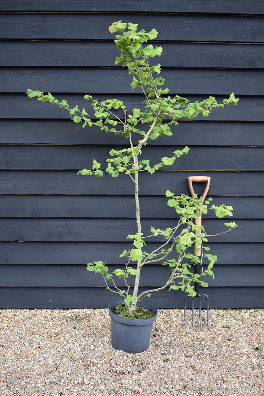 Corylus Avellana Hazel | Common Filbert - 100-150cm, 15lt