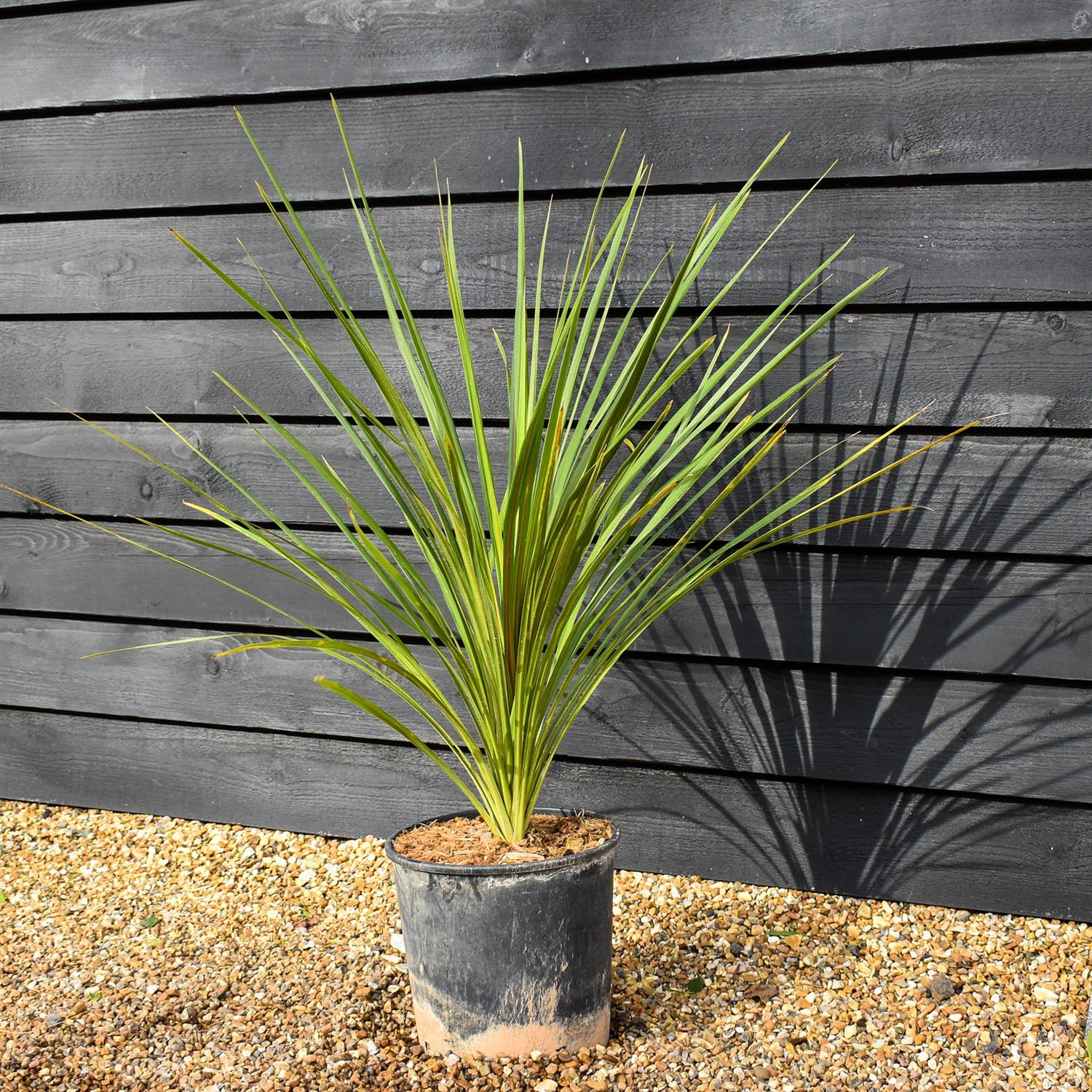 Cordyline indivisa | Mountain Cabbage Tree - 90-110cm, 20lt