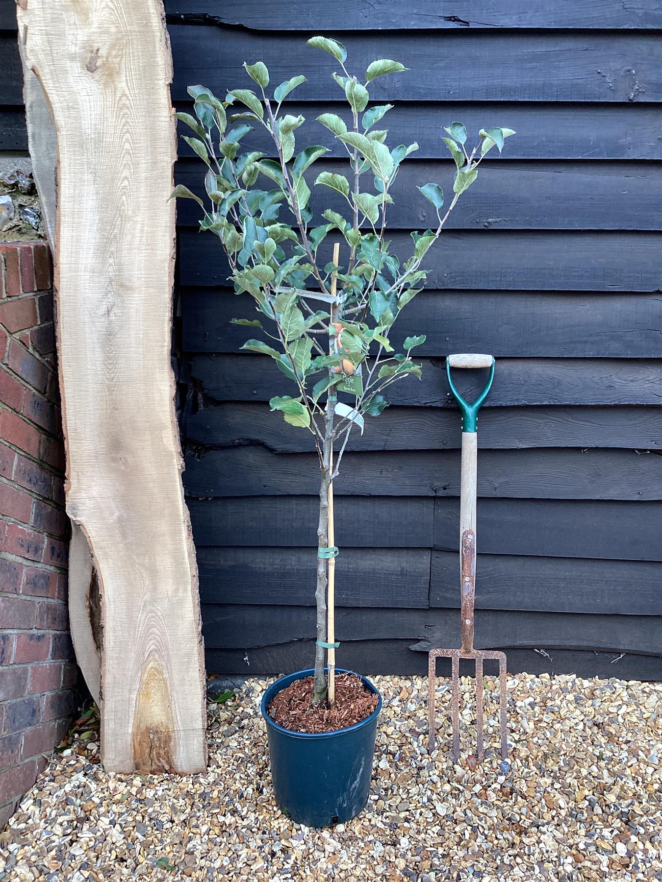 Apple tree 'Egremont Russet' | Malus domestica - M26 - Dwarfing - 120-140cm - 10lt