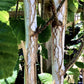 Betula utilis jacquemontii | Multistem Himalayan Birch - 280cm, 50lt