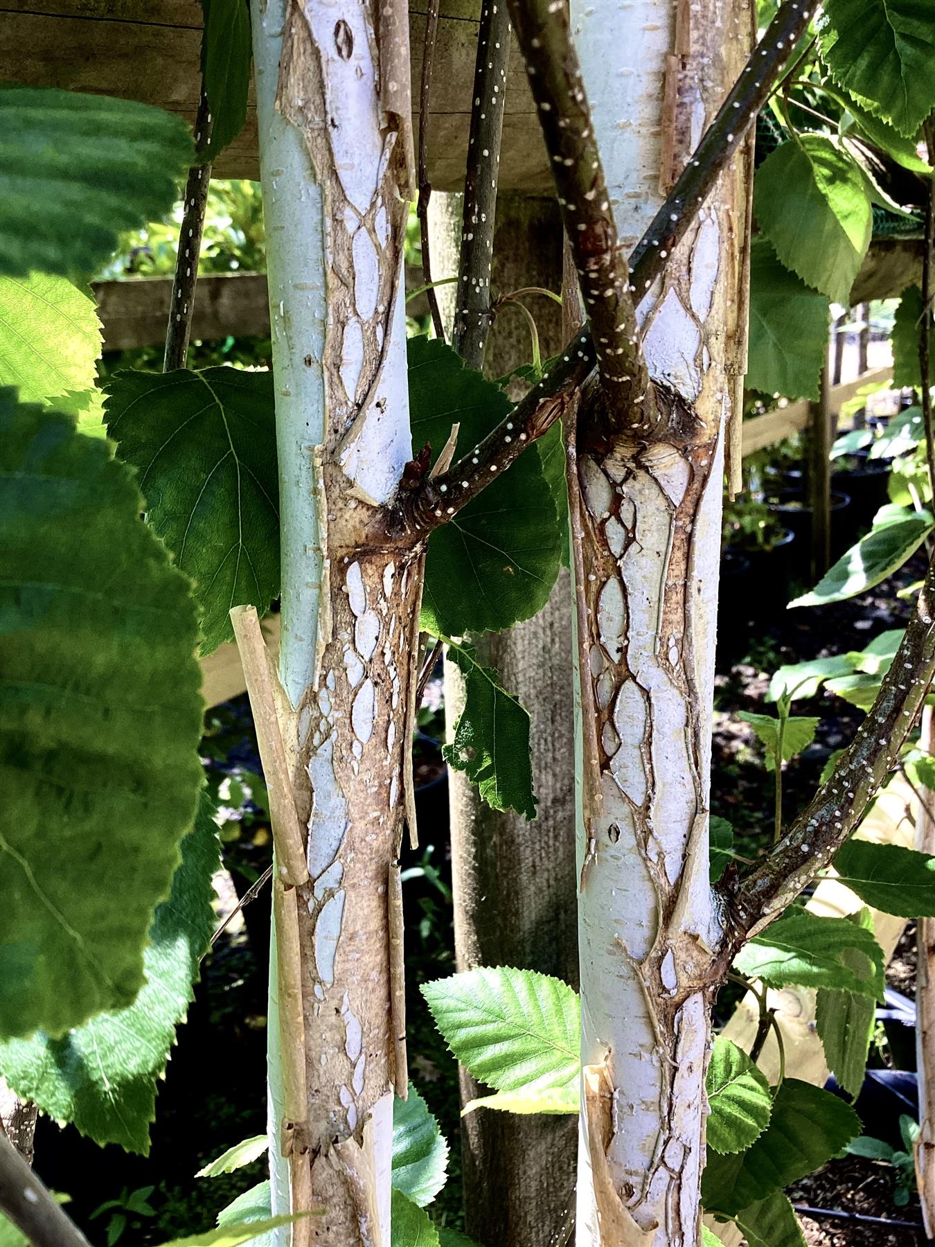 Betula utilis jacquemontii | Multistem Himalayan Birch - 280cm, 50lt