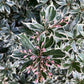 Pieris japonica 'Little Heath' - Shrub - Height 30-40cm - Width 40cm - 7lt