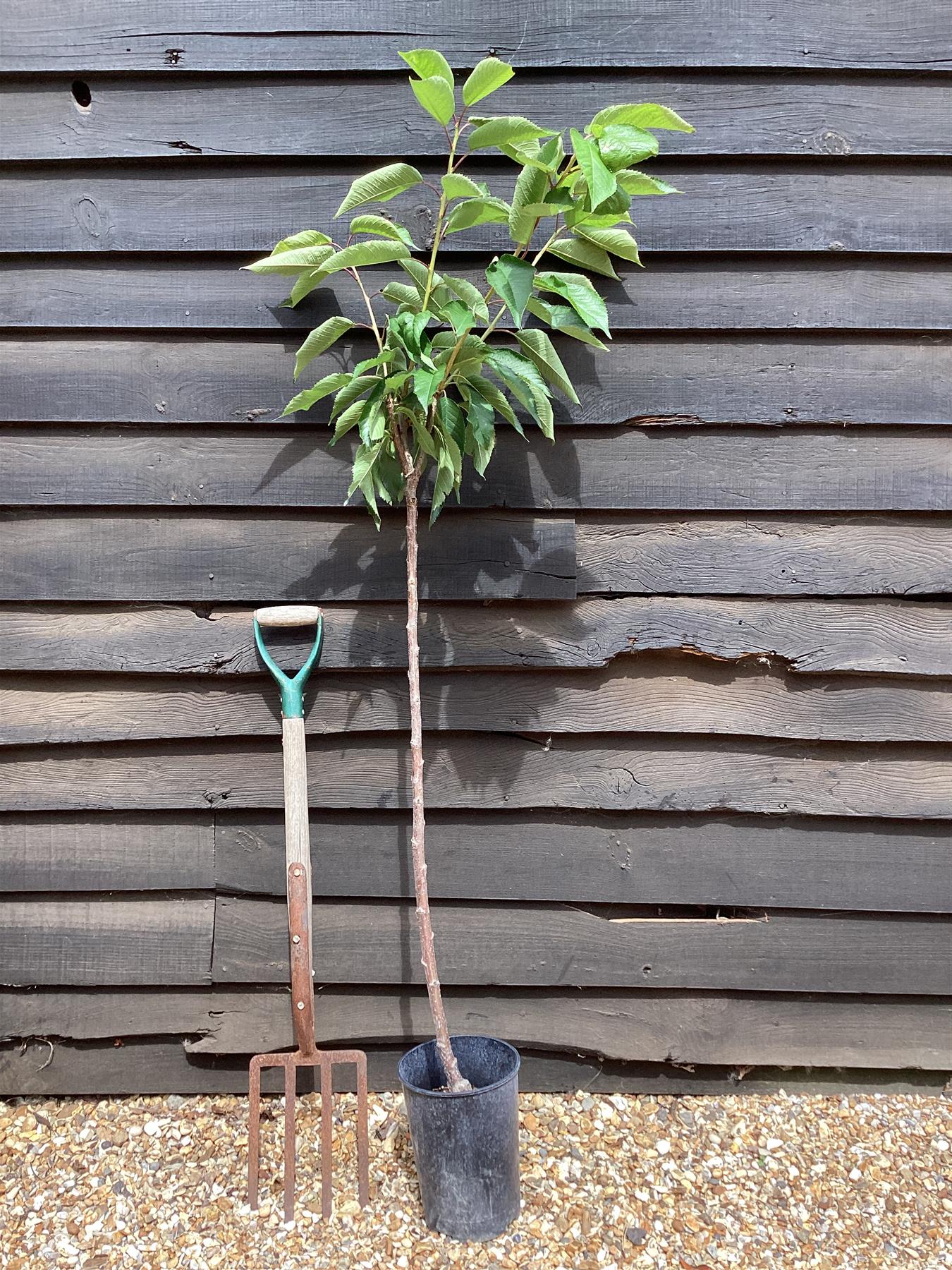 Sweet Cherry Tree | Prunus avium 'Napoleon' - Height 120-150cm - 20lt