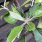 Apple tree 'Golden Delicious' | Malus Domestica - Semi Dwarfing - Height 150-180cm, 20lt