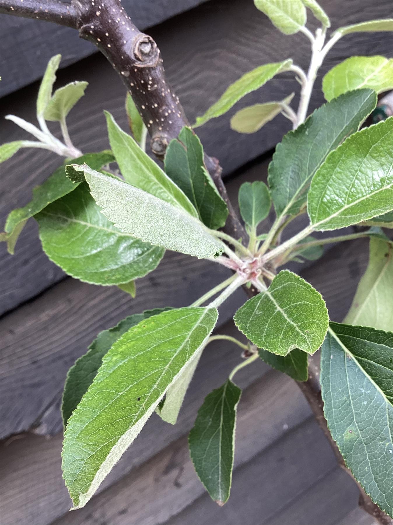 Apple tree 'Golden Delicious' | Malus Domestica - Semi Dwarfing - Height 150-180cm, 20lt