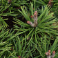 Pinus Mugo 'Mops' - Height 25cm - Width 30-35cm - 8lt