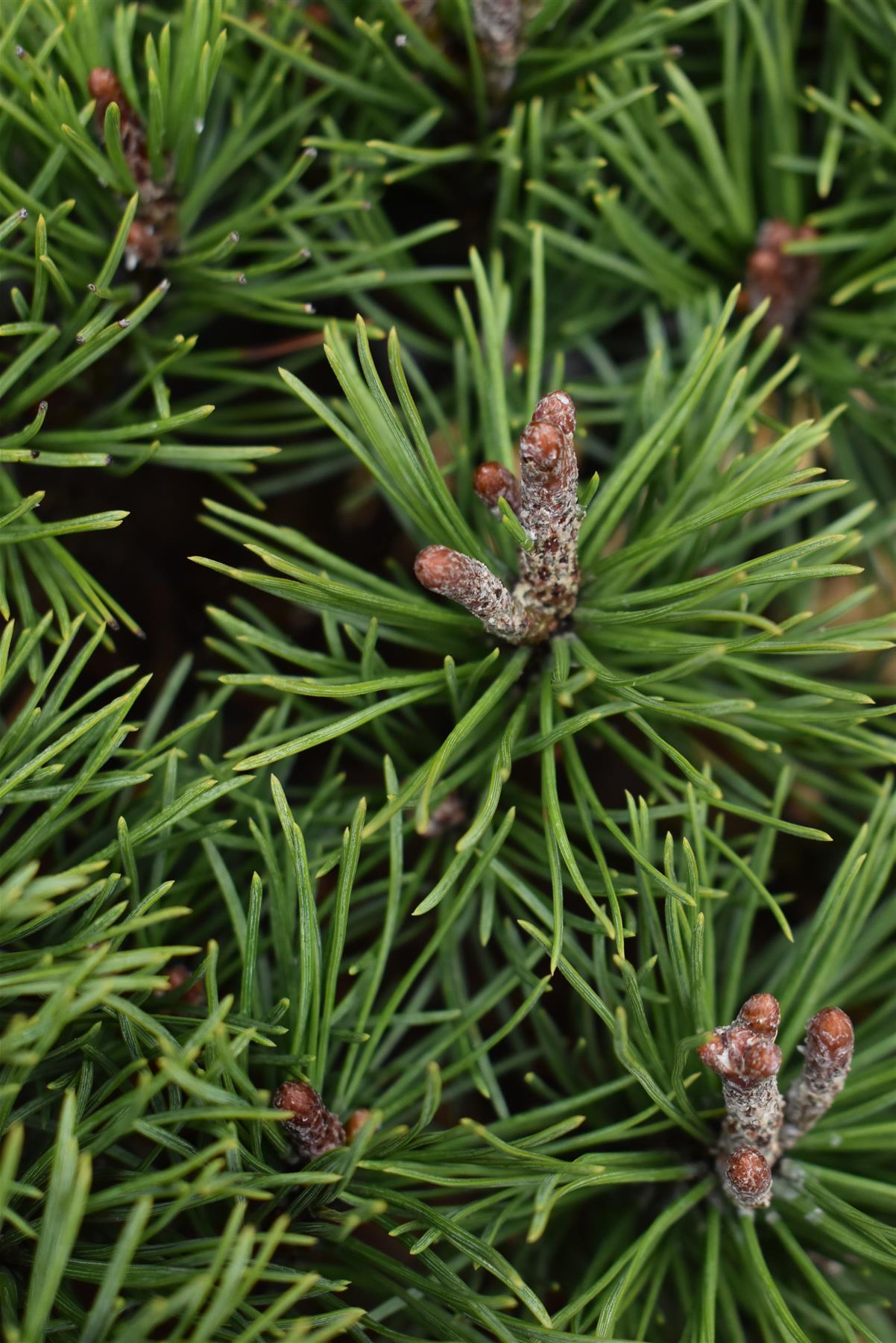 Pinus Mugo 'Mops' - Height 25cm - Width 30-35cm - 8lt