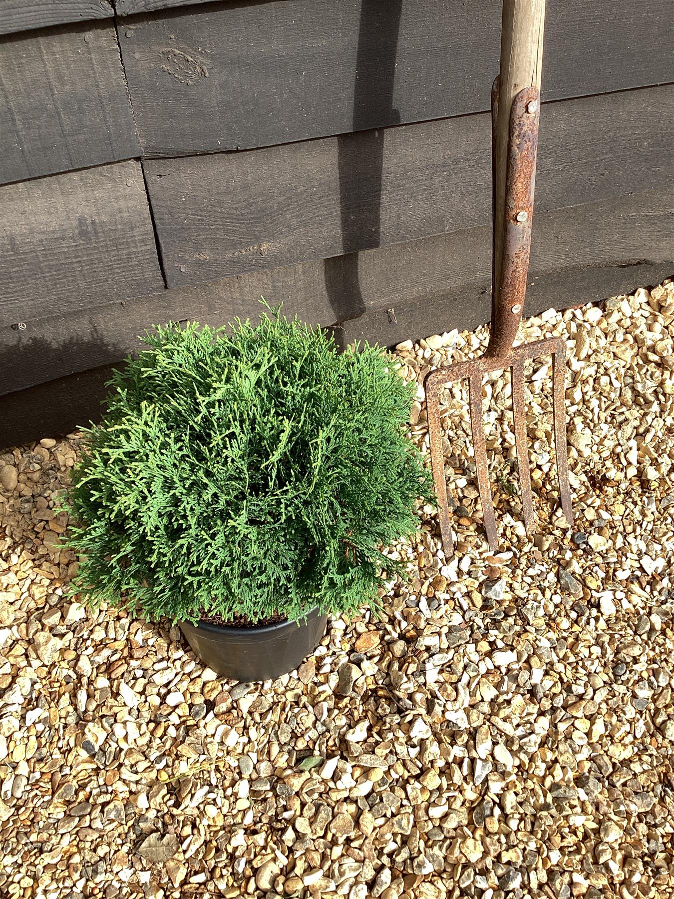 Thuja occidentalis 'Tiny Tim' | White cedar ‘Tiny Tim’ - 20-30cm, 5lt