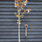 Flowering Cherry | Prunus 'Chocolate Ice' - 180-220cm - 12lt