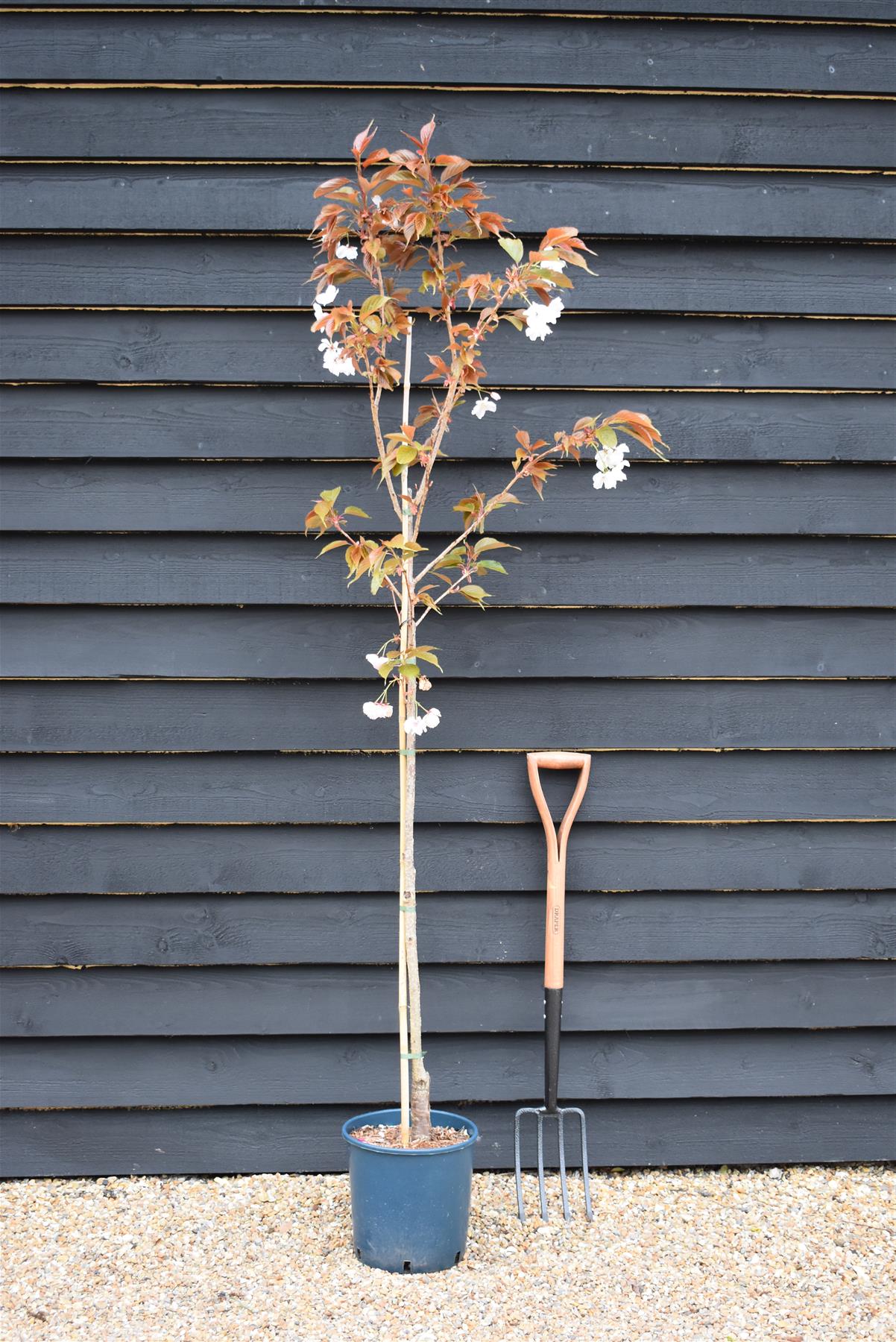 Flowering Cherry | Prunus 'Chocolate Ice' - 180-220cm - 12lt