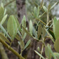 Olive Tree | Olea Europea 1/2 Std - 255-265cm, 400lt