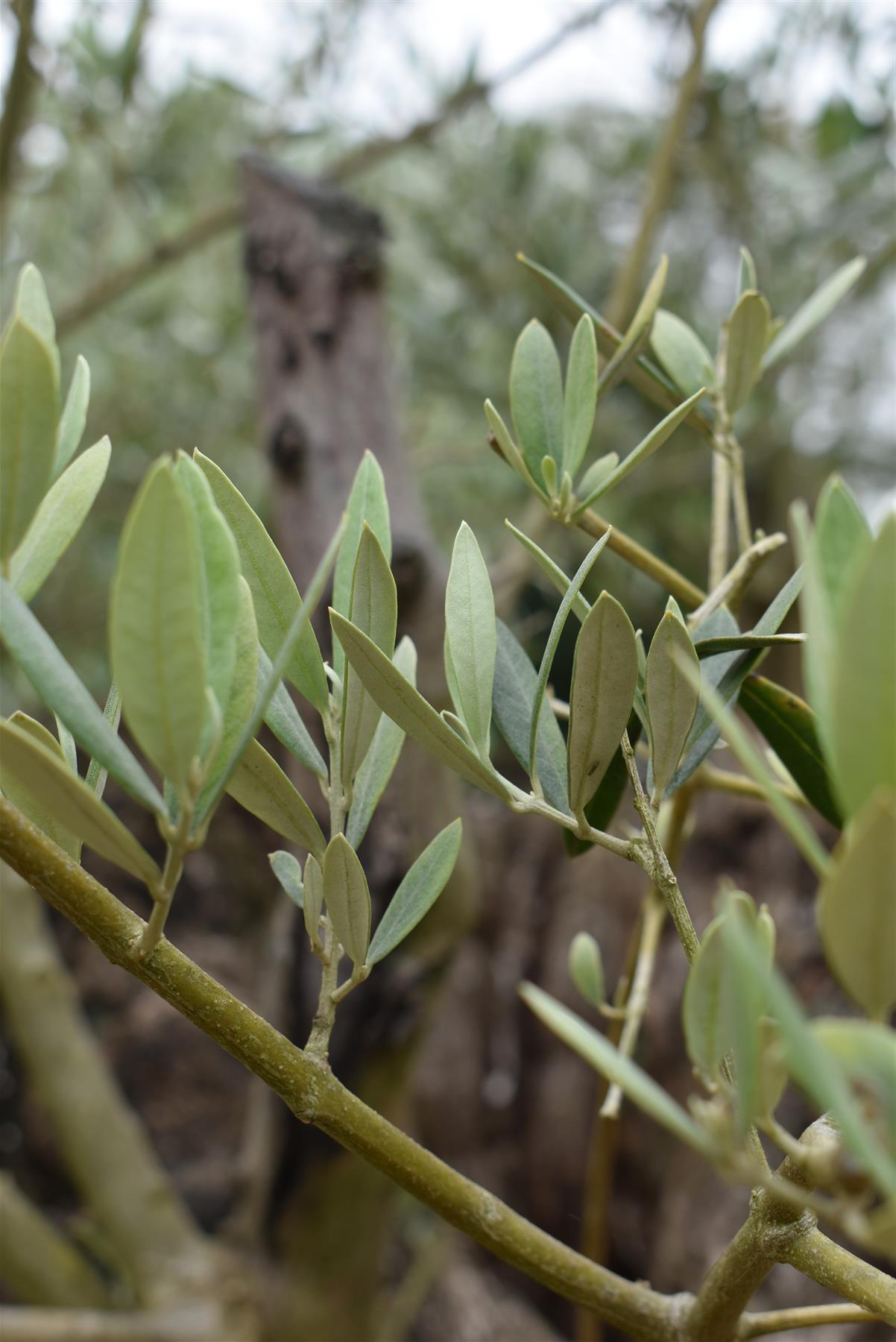 Olive Tree | Olea Europea 1/2 Std - 255-265cm, 400lt