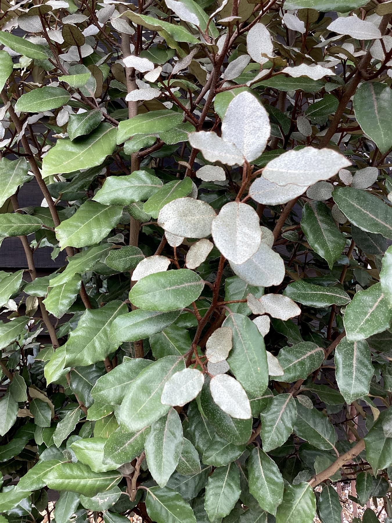 Elaeagnus ebbingei | Ebbing's Silverberry - 160-180cm - 18lt