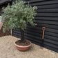 Olive Tree | Olea Europea 1/2 Std - 155-170cm, 70lt