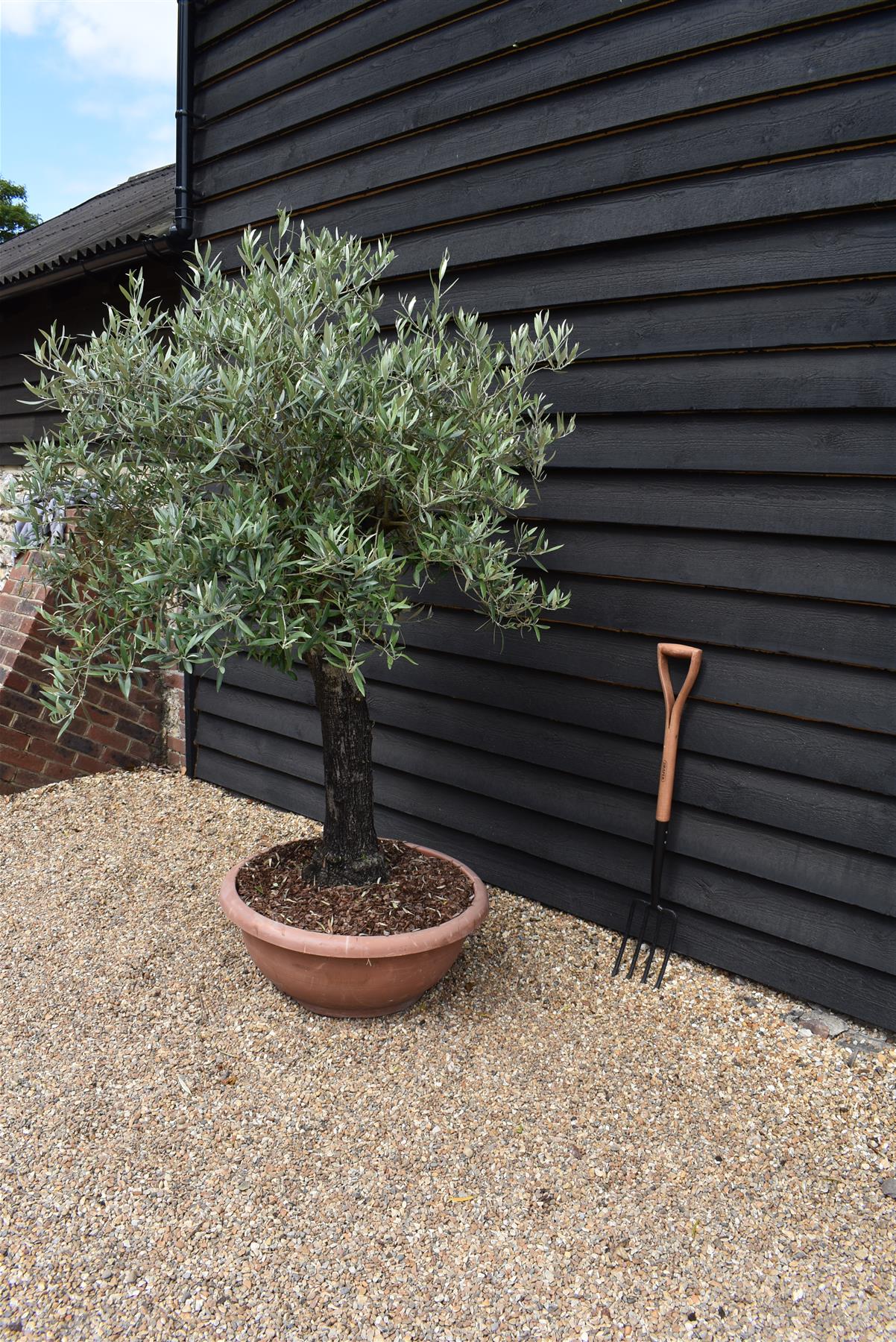 Olive Tree | Olea Europea 1/2 Std - 155-170cm, 70lt