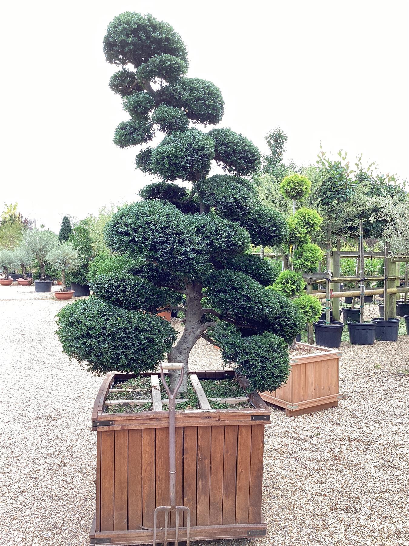 Ilex Crenata | Japanese Holly Cloud Tree - Large Mature Bonsai - 230cm - 30 Clouds - Approx 50 years old - 400lt Wooden Crate