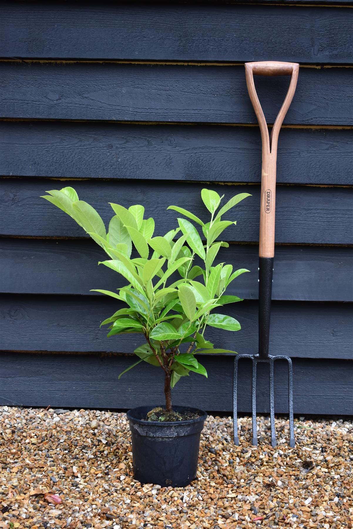 Cherry Laurel | Prunus Rotundifolia - Pot Grown - 20-40cm - 3lt