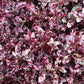 Pittosporum tenuifolium Bannow Bay - Height 40-60cm - Width 70-90cm - 40lt