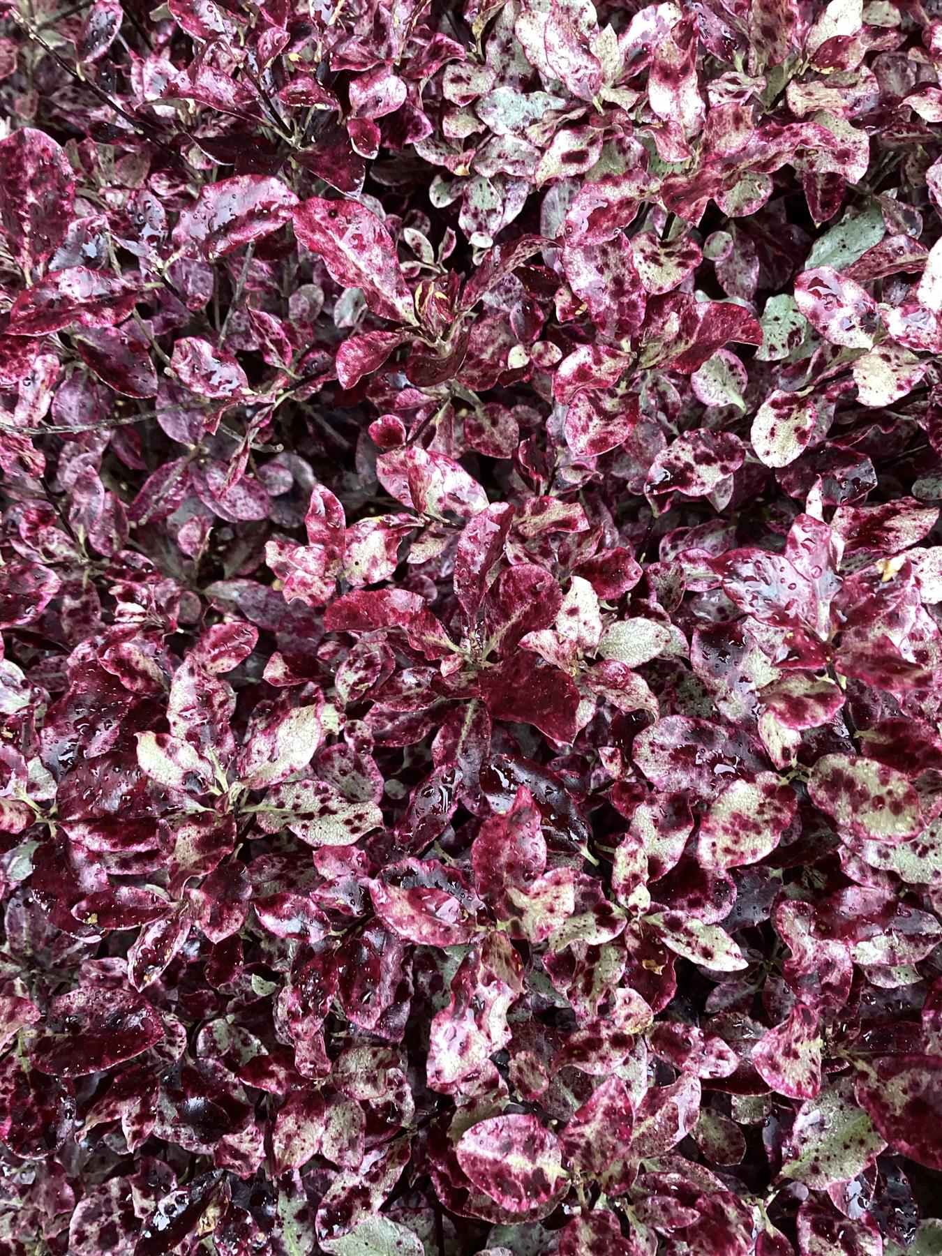 Pittosporum tenuifolium Bannow Bay - Height 40-60cm - Width 70-90cm - 40lt