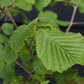 Hazel Nut Tree | Corylus avellana - 120-130cm, 5lt