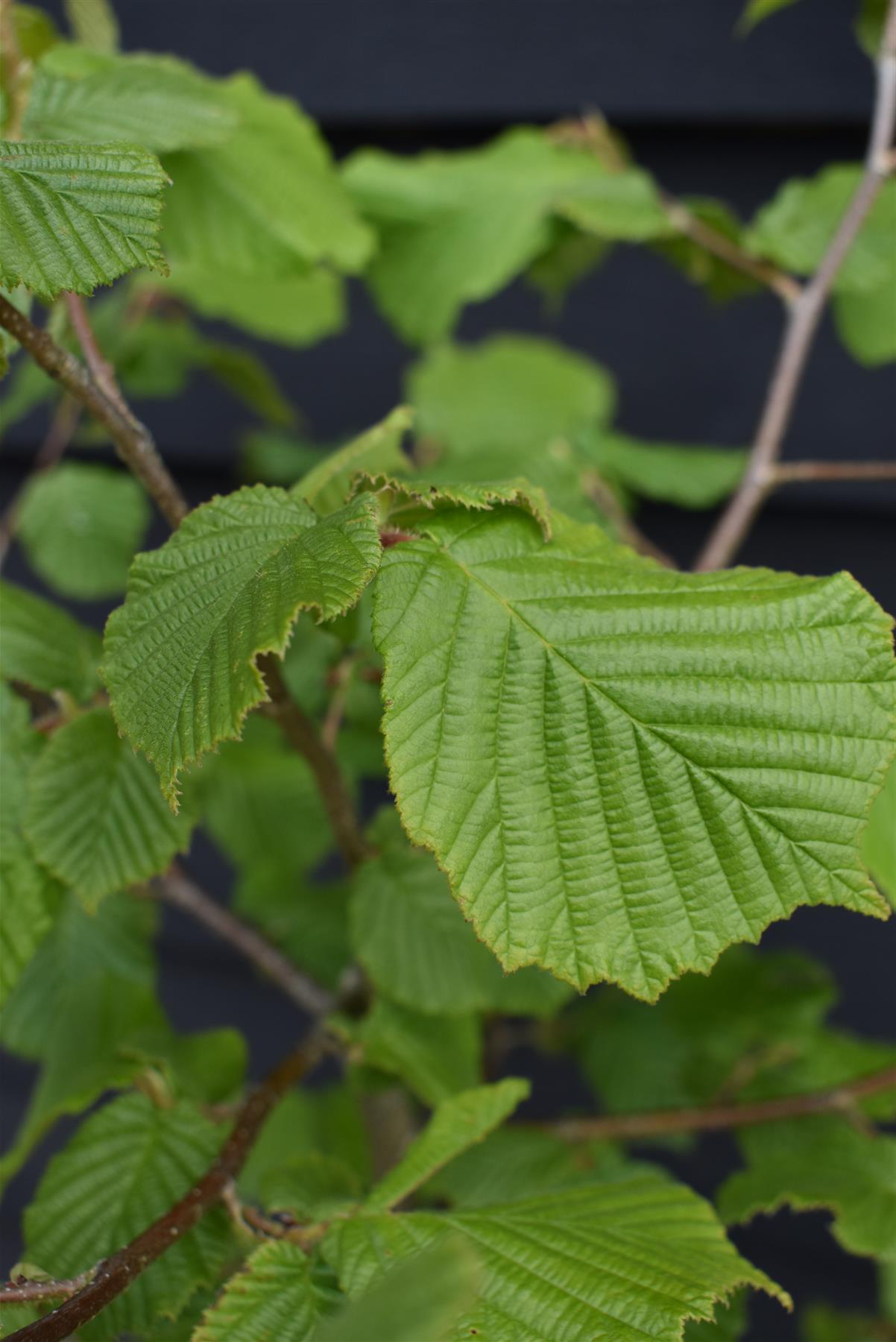 Hazel Nut Tree | Corylus avellana - 120-130cm, 5lt