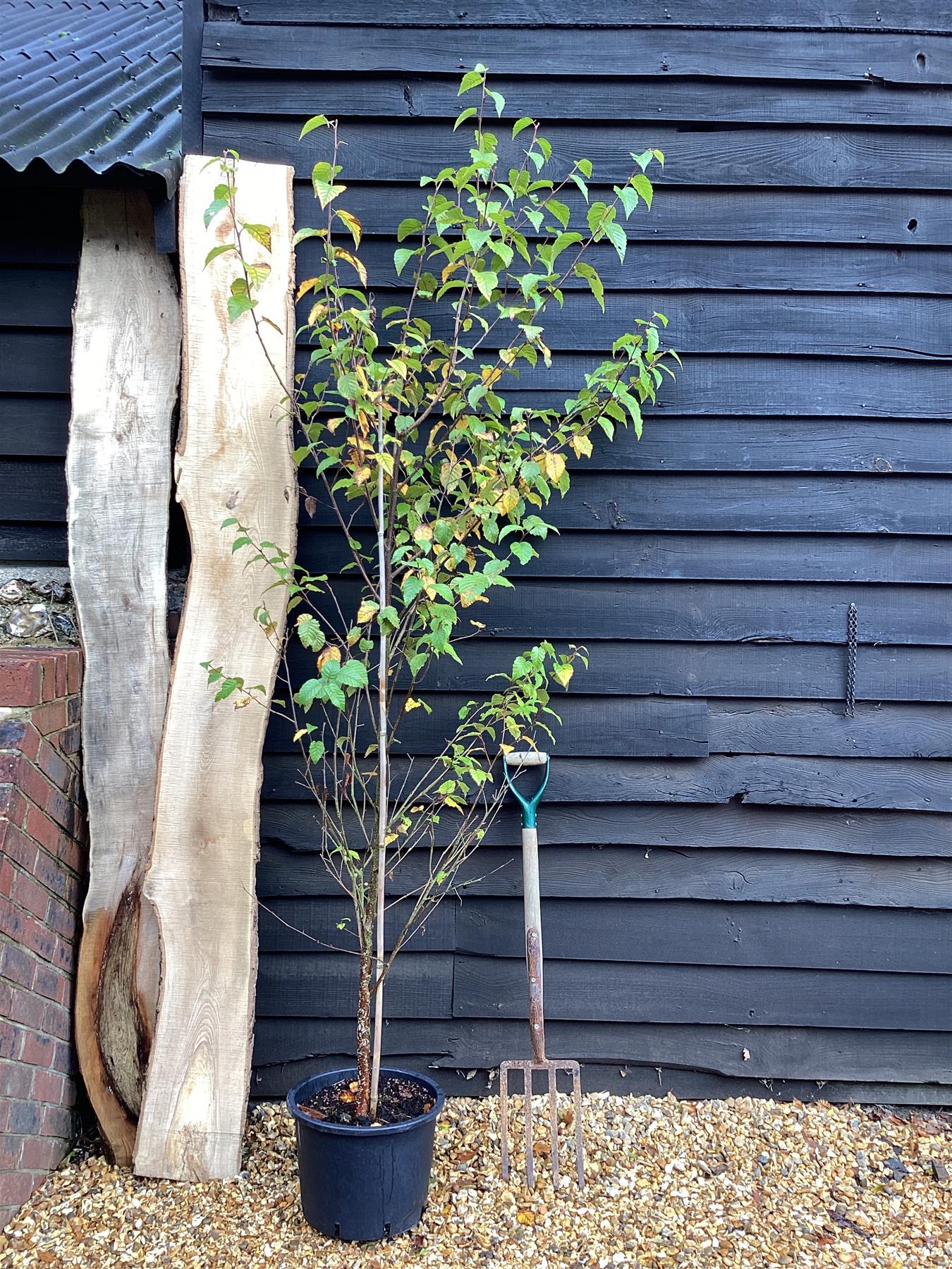 Betula albosinensis 'Fascination' | Chinese Red Birch - 200-250cm, 20lt