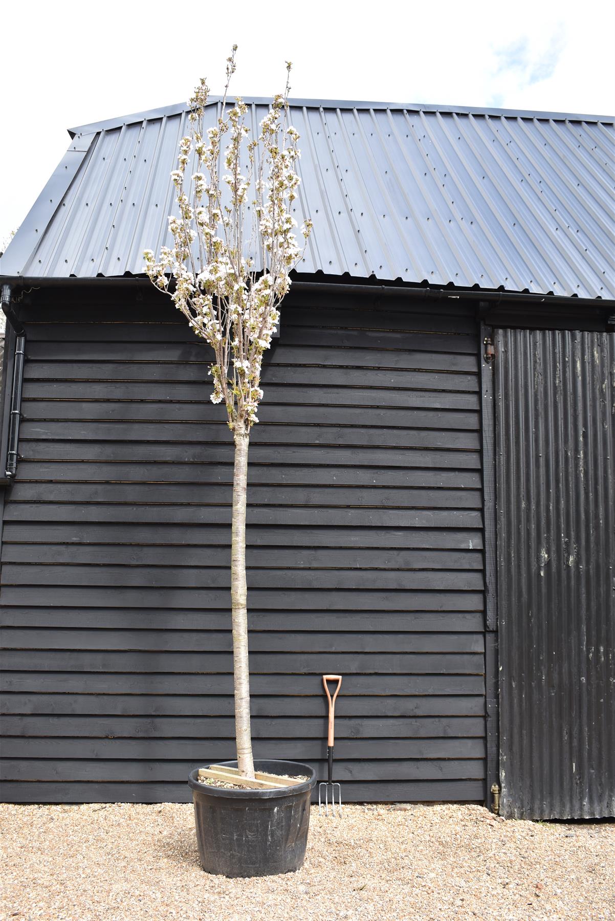 Prunus amanogawa |Flagpole Cherry -  Girth 26cm - Height 400cm - 180lt