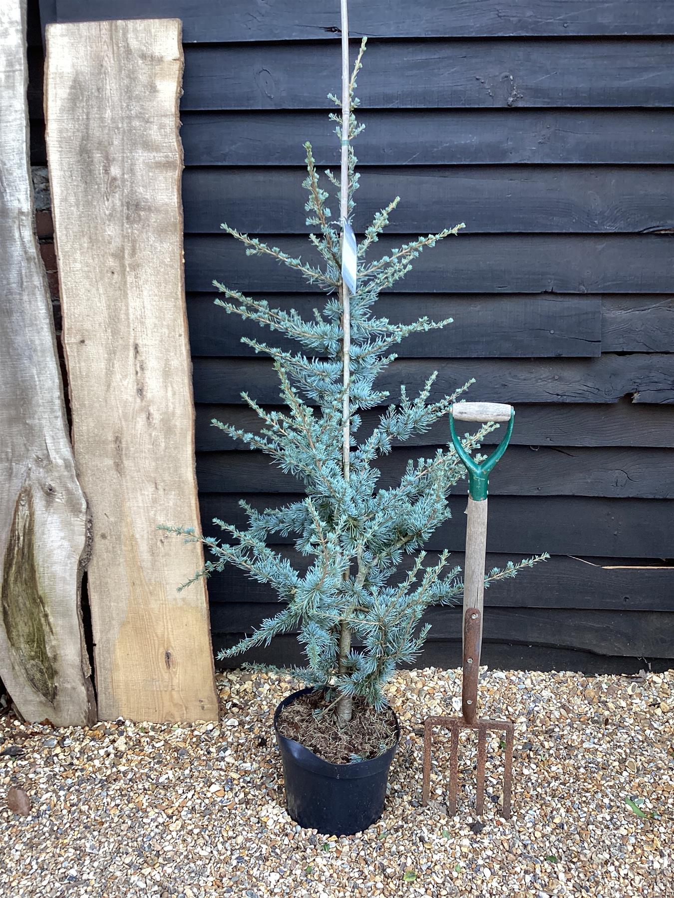 Cedrus atlantica Glauca | Blue Atlas Cedar - 155-180cm - 20lt