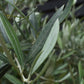 Olive Tree | Olea Europea 1/2 Std - 155-170cm, 70lt