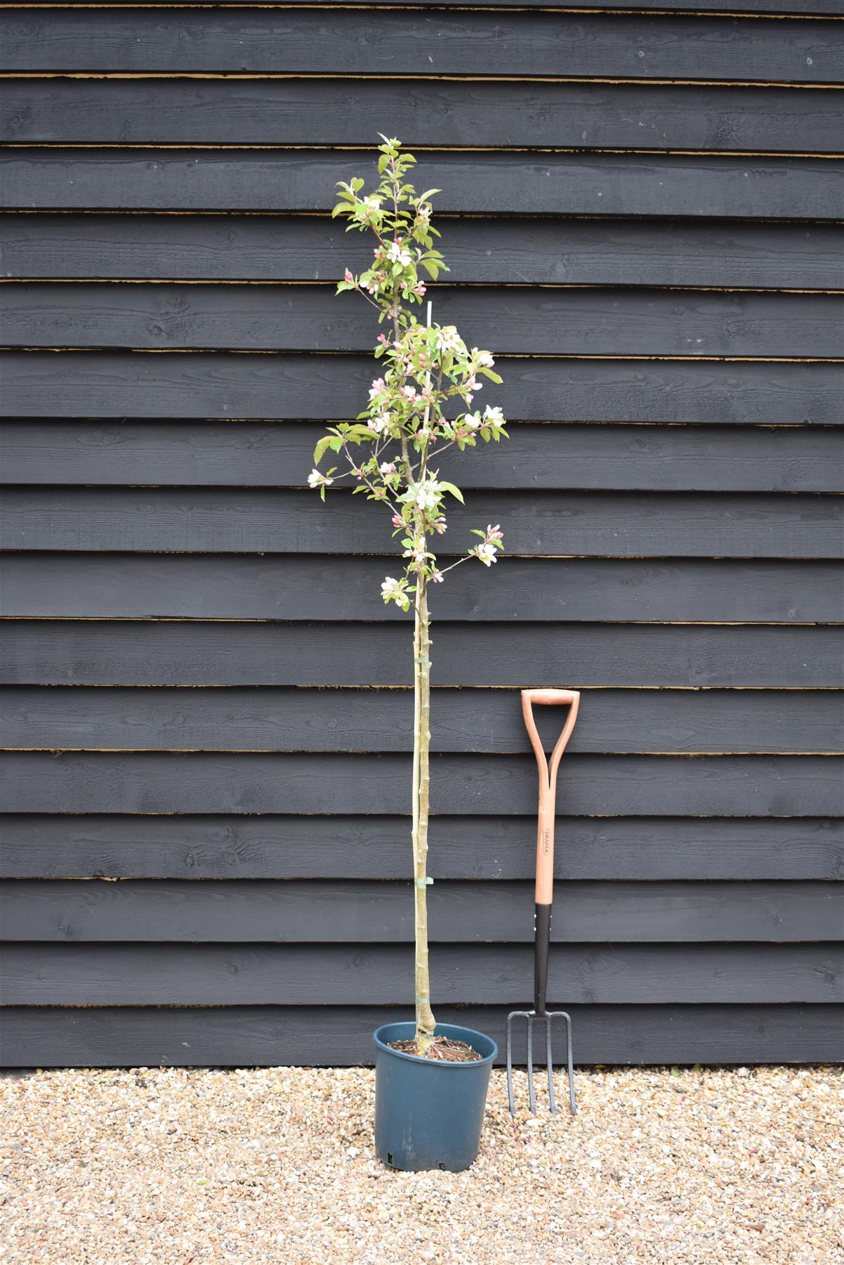 Apple tree 'John Downie' | Malus domestica - 160-180cm - 10lt