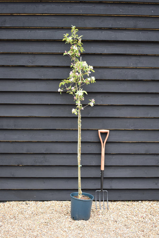 Apple tree 'John Downie' | Malus domestica - 160-180cm - 10lt