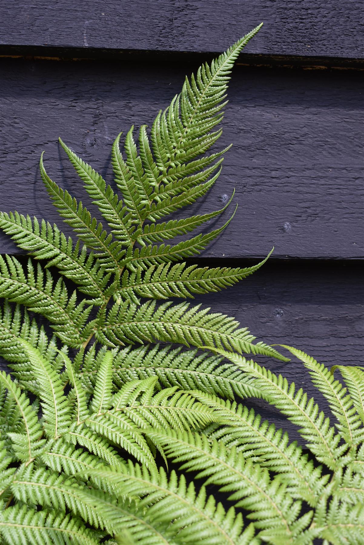 Dicksonia antarctica | Australian tree fern - 140-160cm - 30lt