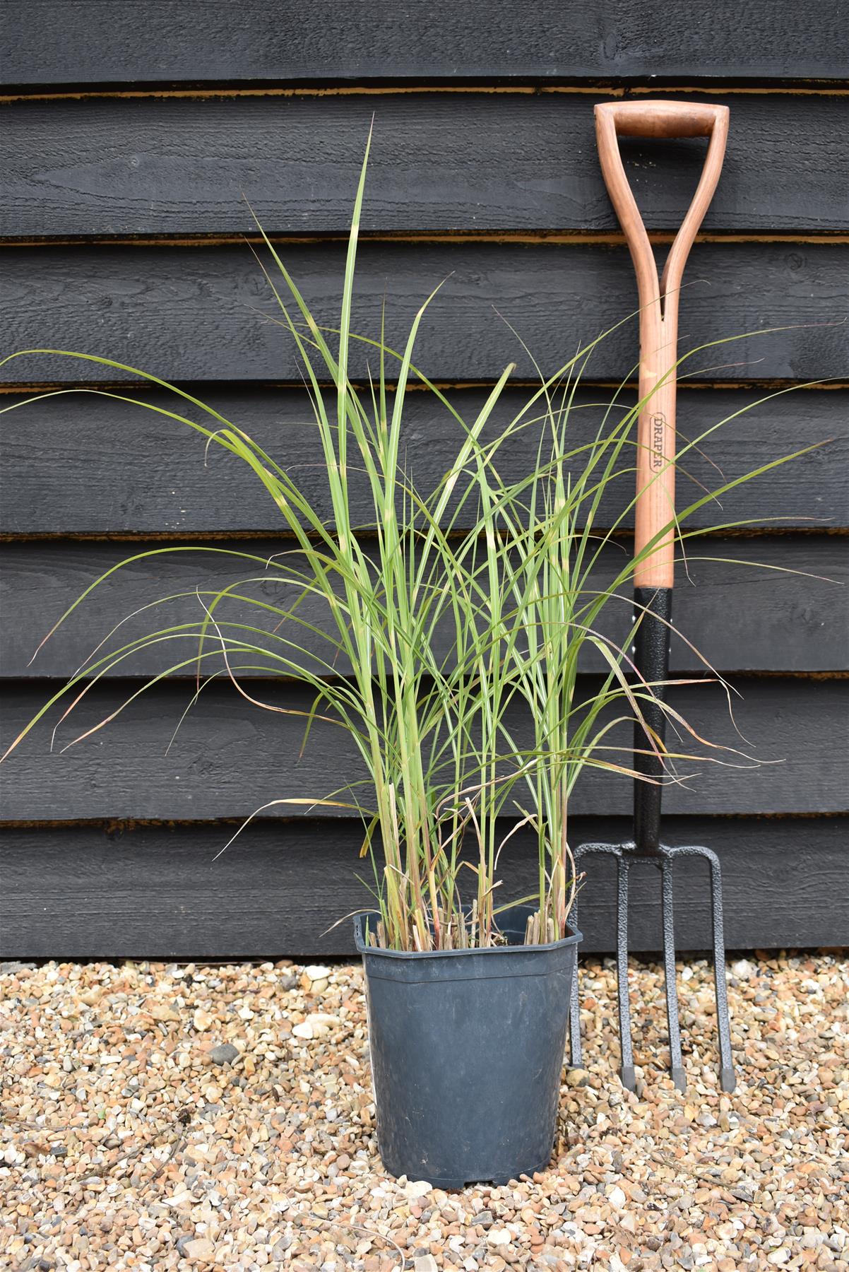 Miscanthus sinensis | Ornamental grass 'Little Zebra' - 5lt