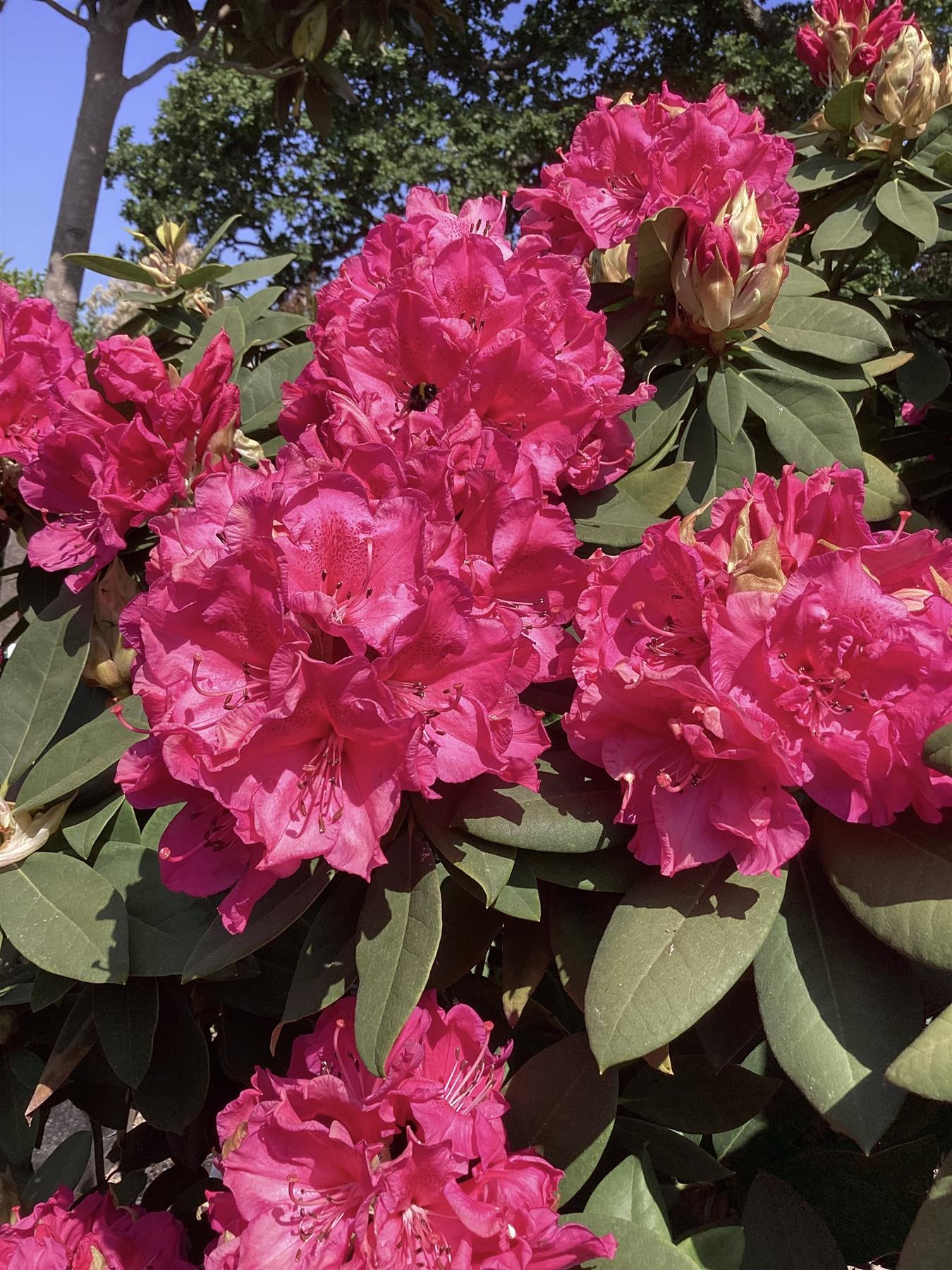 Azalea | Rhododendron hybrid - Very Large Shrub - 250cm - 130lt