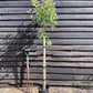 Pear 'Williams' Bon Chretien' | Pyrus communis - Half Standard - Height 160-180cm - 20lt